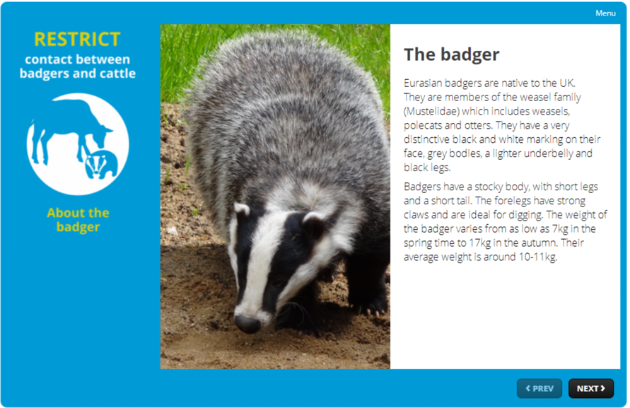 the badger