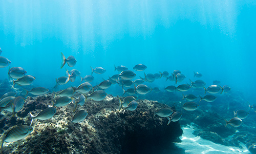 Fish swimming in water
